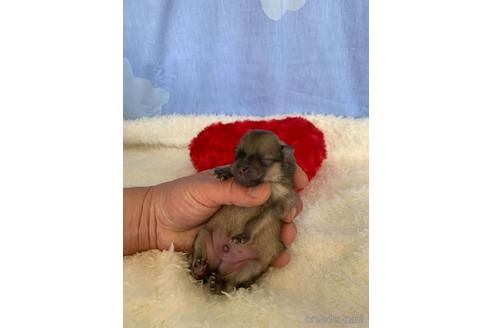 成約済の埼玉県のポメラニアン-168833の3枚目